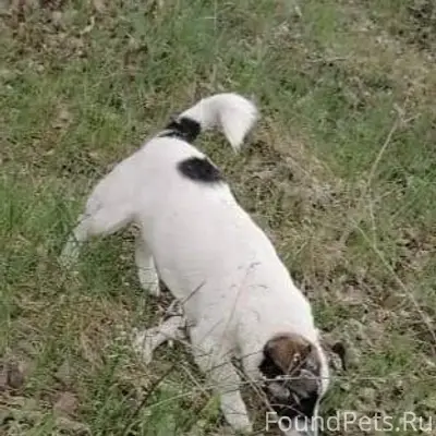 Потерялся пёс Пушок на первом ...