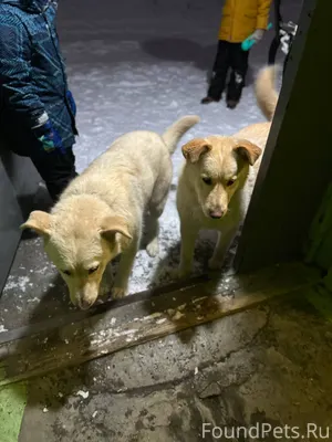 Береговая 16-18 , увязались за...