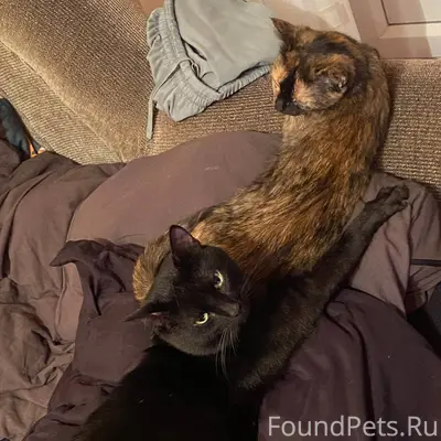 Пропал кот, в районе переулка ...