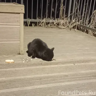 Найден черный котенок у Озера Киово 