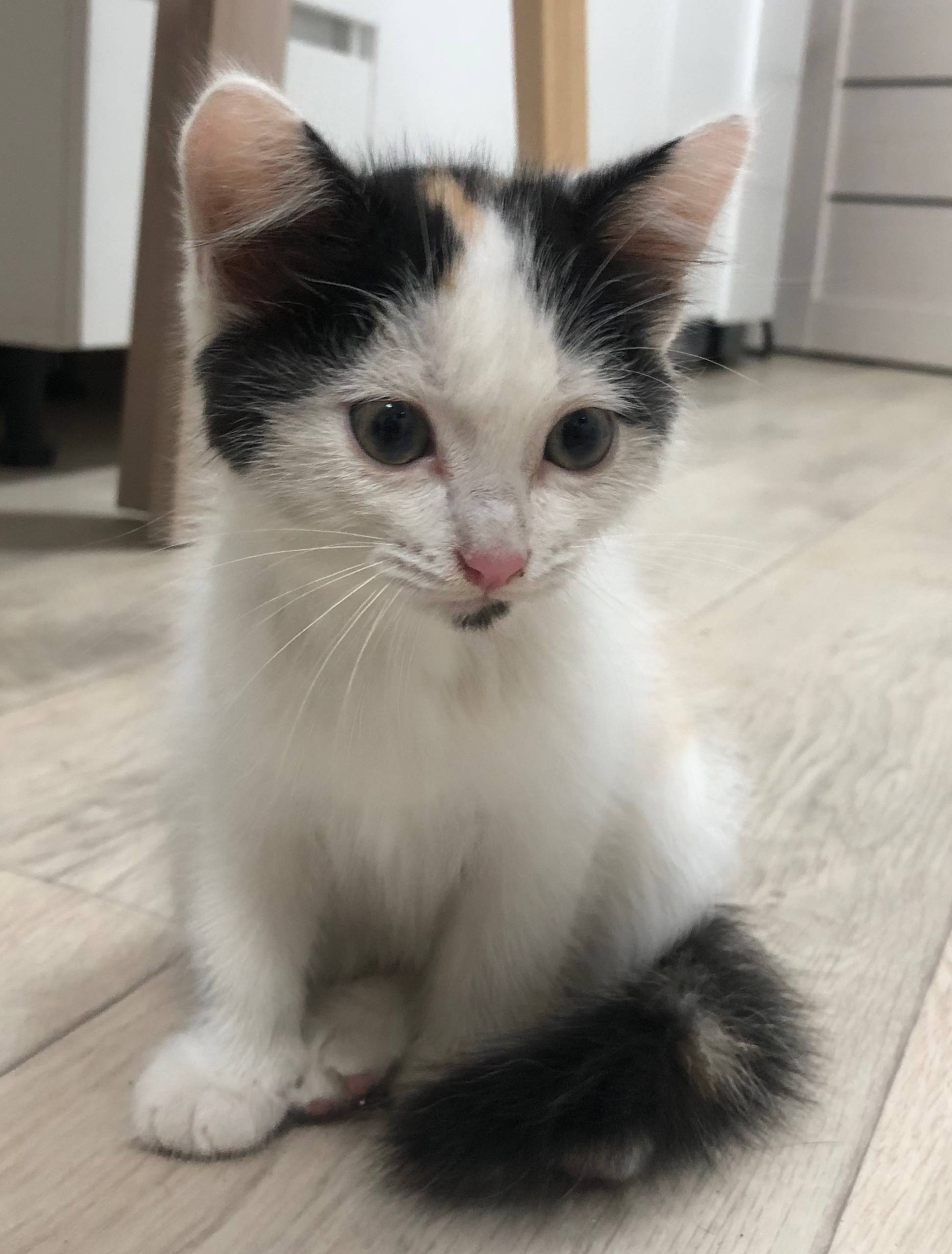 Найден котенок в районе магази...