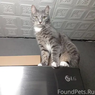 Добрый день! Сегодня пропал ко...