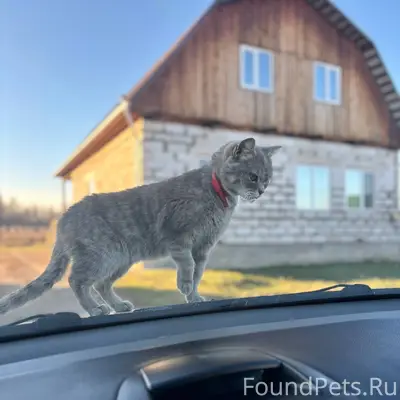 Пропала кошка в районе ул. Сол...