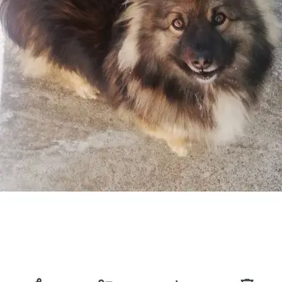 Потерялся собака по кличке Шар...