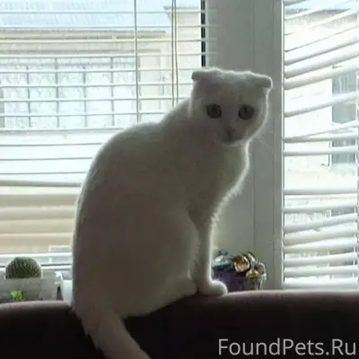 Пропала кошка, белая шерсть, в...