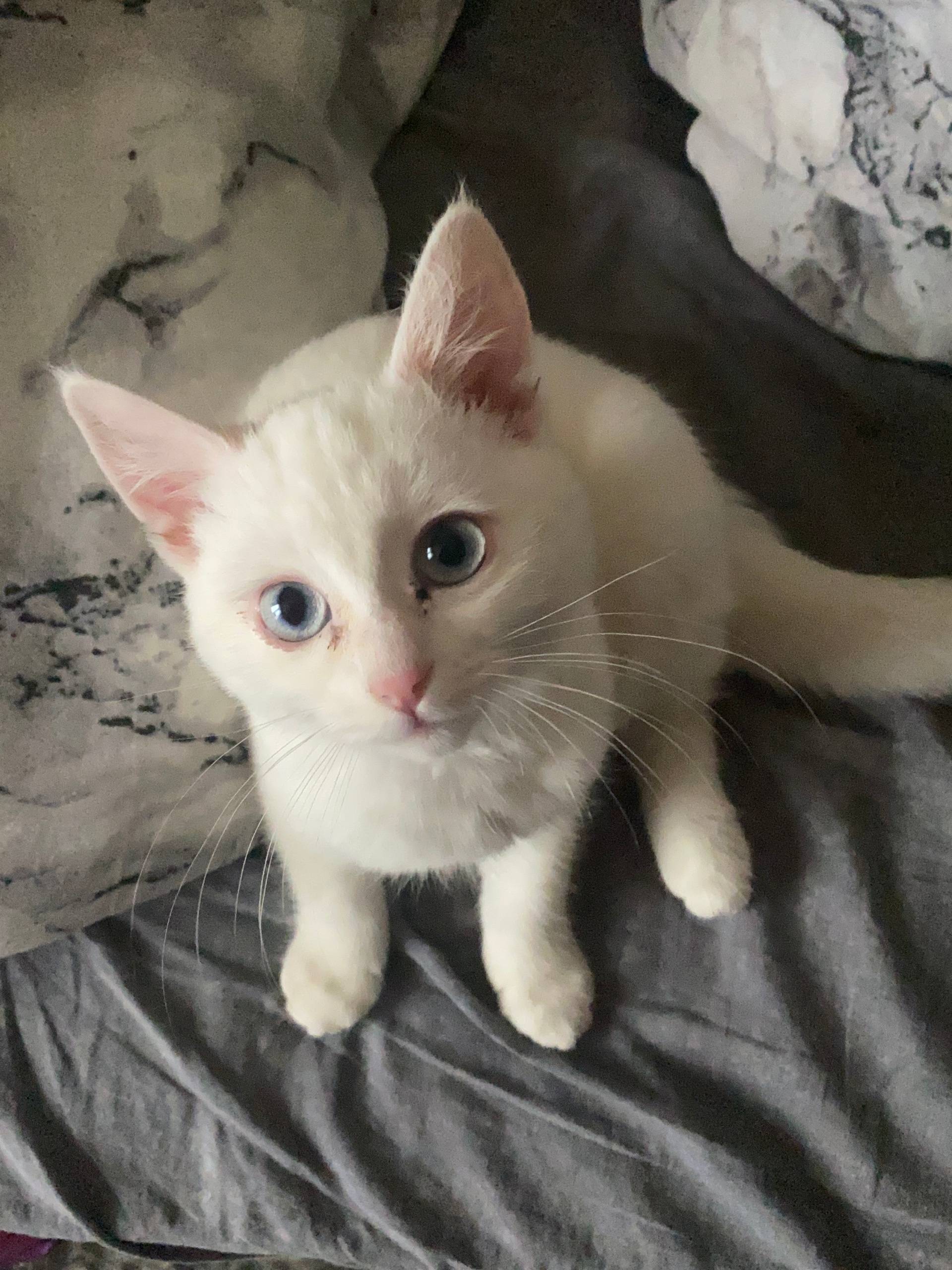 ПРОПАЛА КОШКА! возле РАБОЧЕЙ 1...