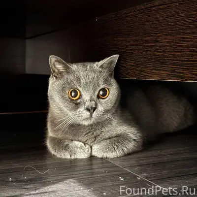 СРОЧНО ❗❗❗ Найден кот кастриро...