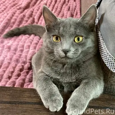 Пропал кот в селе Александровк...