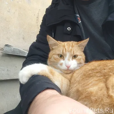 В ж/д районе пропал кот...