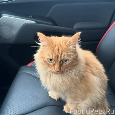 Пропала миниатюрная рыжая кошк...