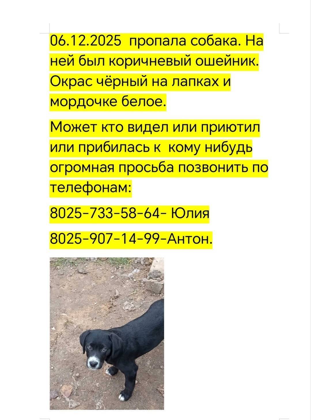 В деревне Михейки пропала соба...