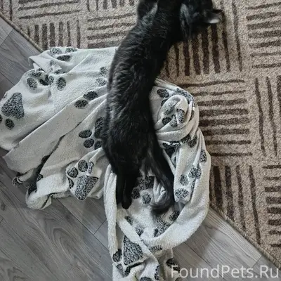 Пропал кот на выходных, в Ветл...