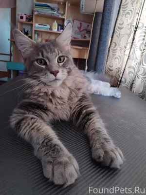 Пропал кот при не известных об...