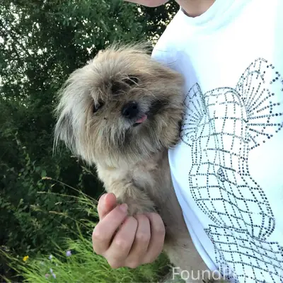 Потерялась собака смесь Йорка ...