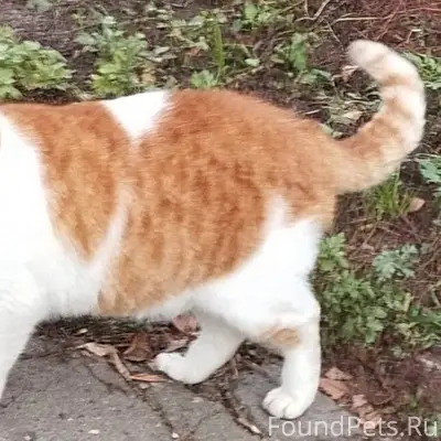 ПОТЕРЯЛСЯ КОТ 23 ноября 2025 г...