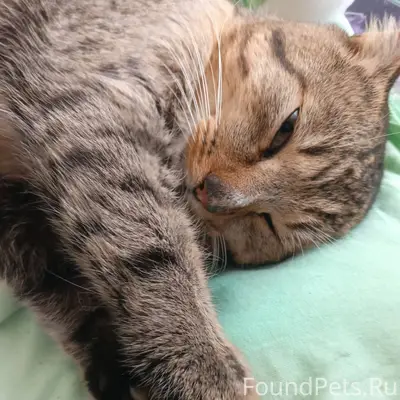 Найден кот, очень ласковый. За...