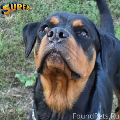 Потерялась собака — девочка, п...