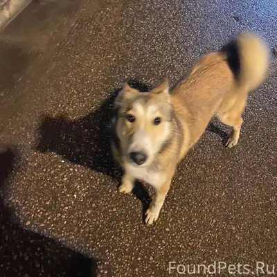 Ребята,кто потерял собаку!!!Лу...