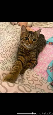 В поселке Контокки пропал кот ...