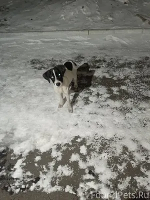 Щенок с ошейником,видимо потер...