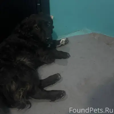 Найдена собака Прокопьевск инс...