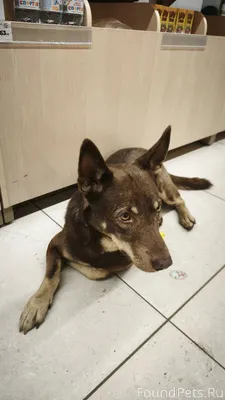 06.12.25 Пёс сидит весь...