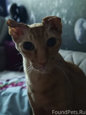 Пропал кот Пр-т Энтузиастов 3....