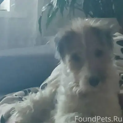 Пропала собака убежала в район...