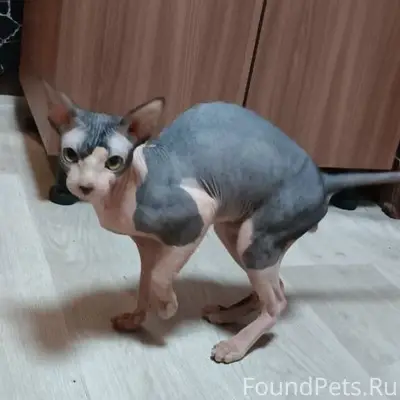 ПРОПАЛ КОТ, РАЗДОЛОВКА. +79494...