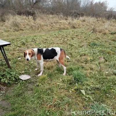 Найдена собака. Предположитель...