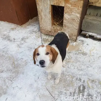 Пропала собака! Зовут Муха. Др...