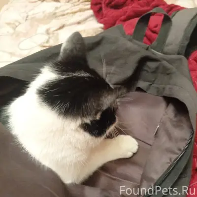 Пропал кот на улице Крупская ,...