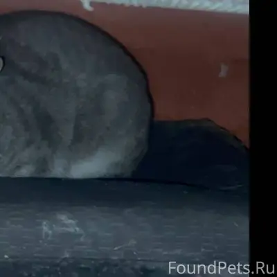 Найден кот/кошка, кто узнал св...