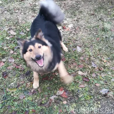 Пропала собака в Плесецке. Отк...