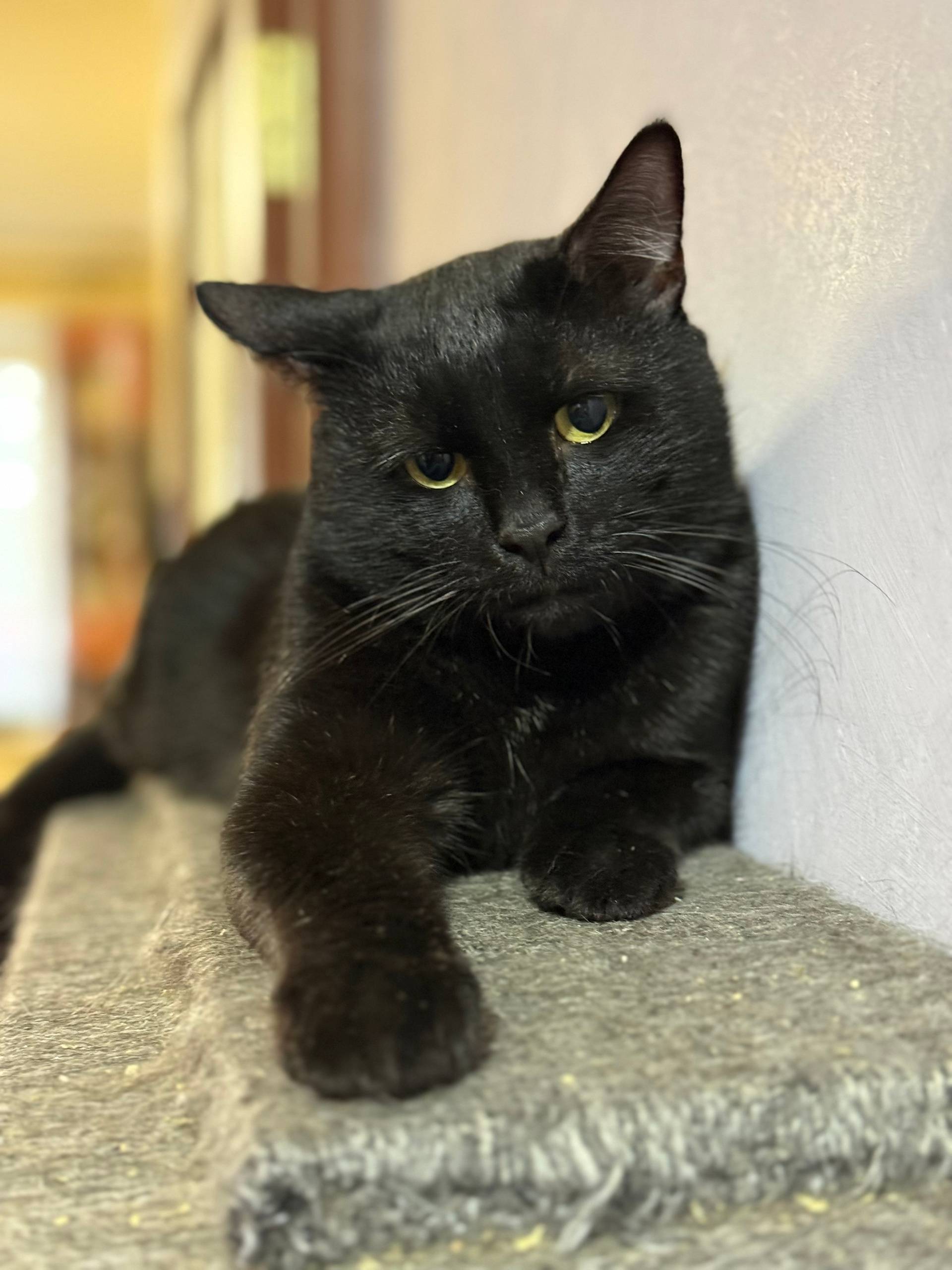 Месяца 3 назад был найден кот....