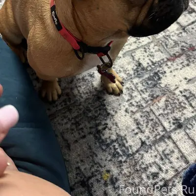 Помогите найти собаку🙏🙏🙏👇 В ра...