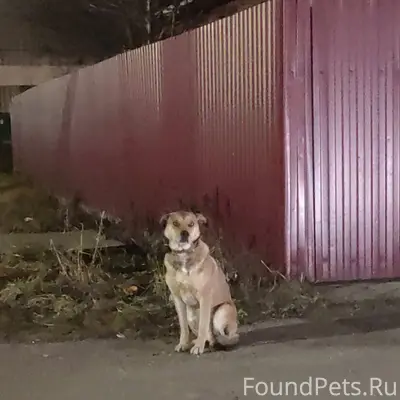 Найден пес. Уже несколько дней...