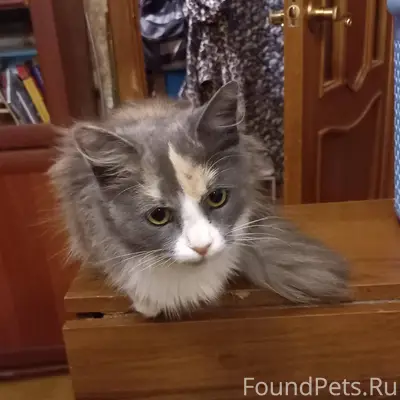 ГАТЧИНА и ЛО!!! СОС!!! Около о...