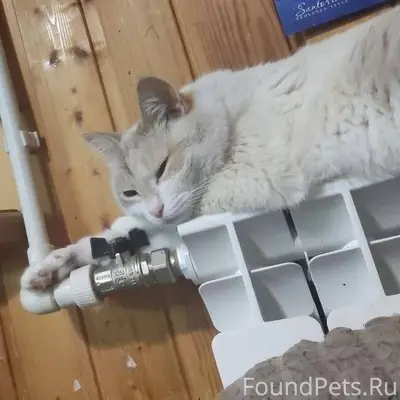 Пропала кошка, могла испугатьс...