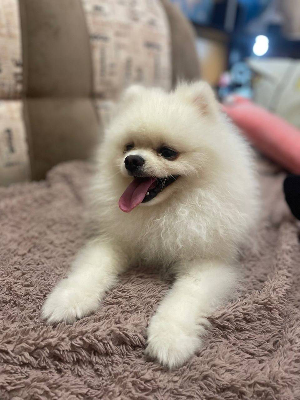 Пропала собака ,Померанский шп...