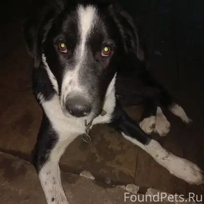 Пропала собака Возраст 7 месяц...