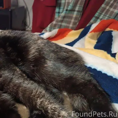 Найдена 7 декабря красивая кош...