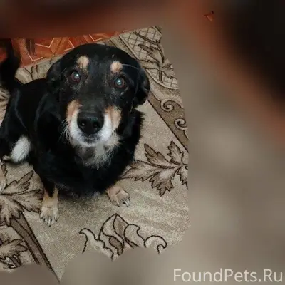 Пропала собака вчера вечером 2...