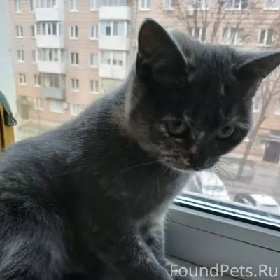 Котенок девочка была найдена п...