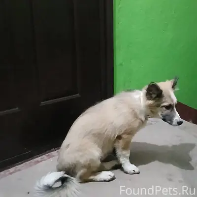 Кто потерял собаку с белым оше...