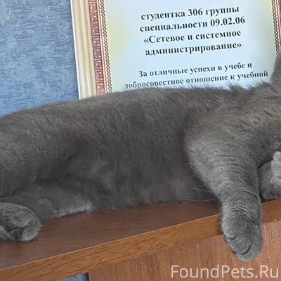 Пропал кот село баево , может ...