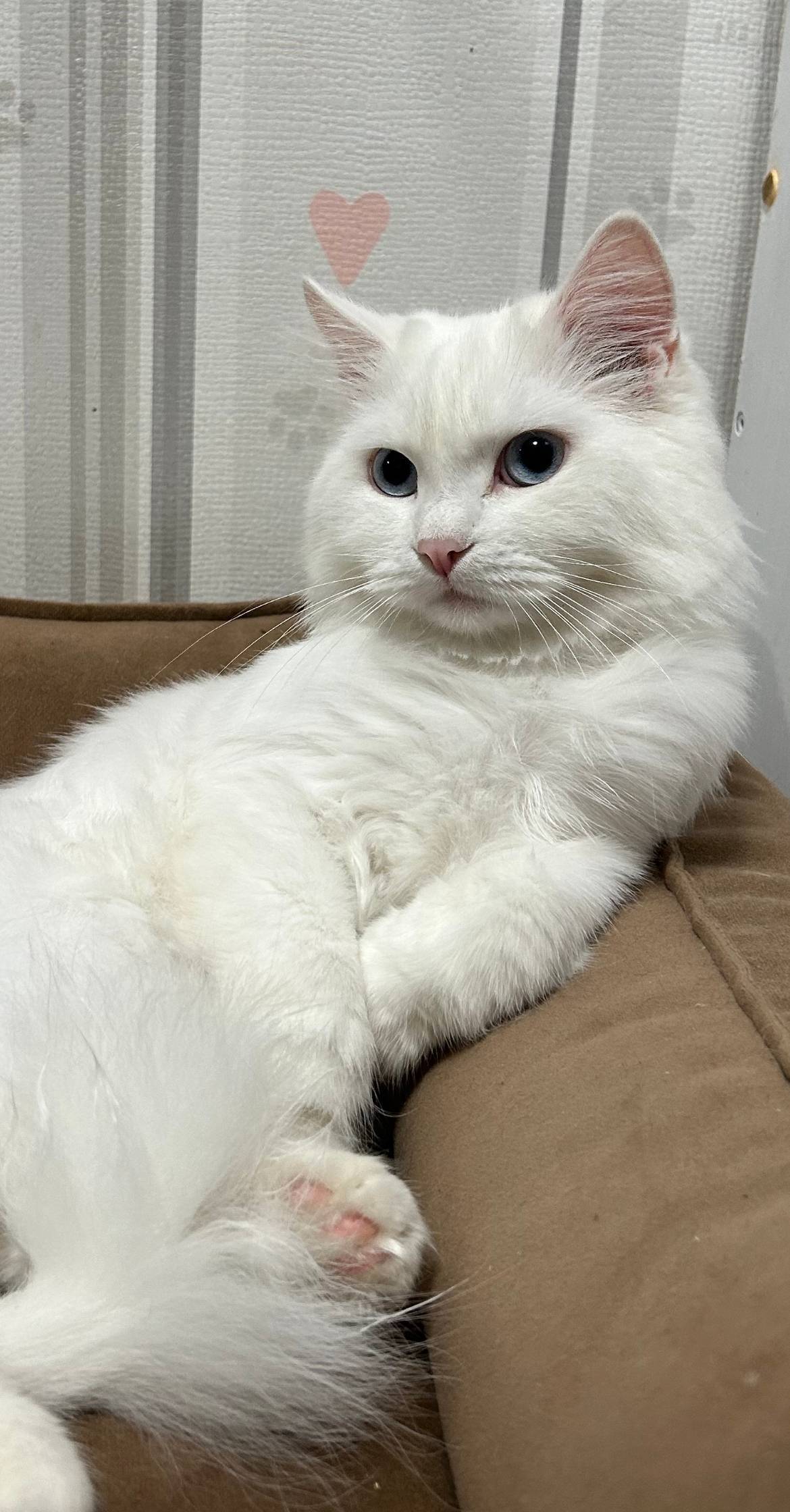 ‼️ ПРОПАЛ КОТ ‼️ Откликается н...