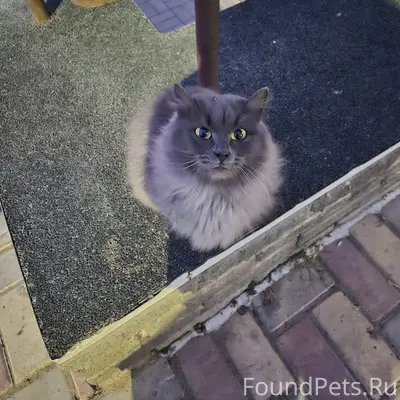 Найдена кошка на ЗЯБи возле 17...