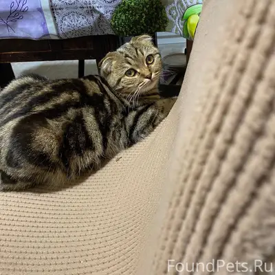 Пропала кошка, вислоухая, дома...