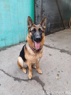 ❗️❗️❗️❗️❗️❗️Потерялась собака ...